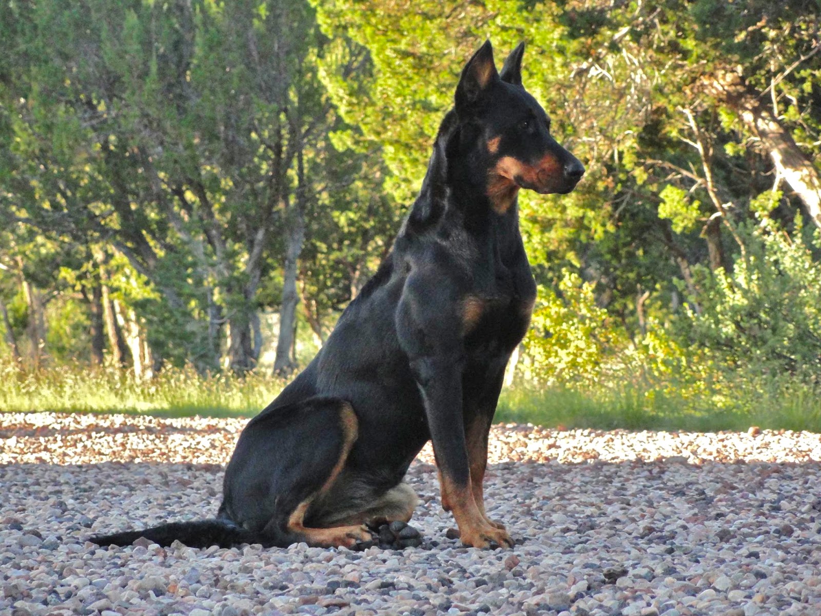 beauceron1