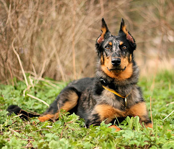 beauceron2