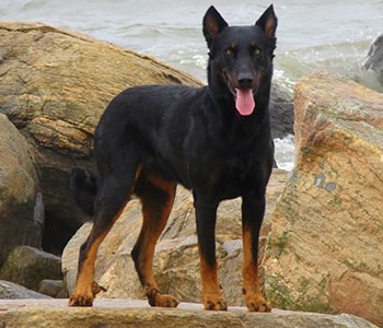 beauceron3